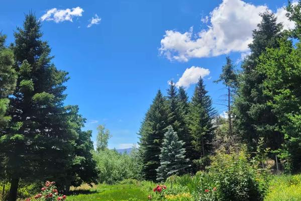 Peaceful 2BR Surrounded by Nature & Pines